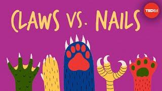 Claws vs. nails - Matthew Borths