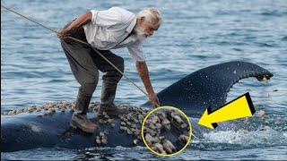 A humpback Whale Heavily Injured by Millions of Barnacles was Successfully Rescued by an Old Man, 4K