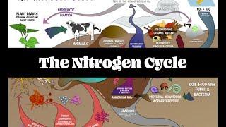 The Nitrogen Cycle pt 1 | Regenerative Soil with Matt Powers