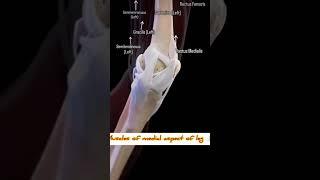 Muscles of medial aspect of leg  #bones #muscles #anatomy #movement #medical #physiotherapy