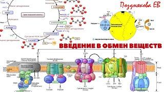 ВВЕДЕНИЕ В МЕТАБОЛИЗМ. ОБЩАЯ БИОХИМИЯ. ЛЕКЦИЯ 3, часть 1 (общие пути метаболизма, ПДК, ЦТК)