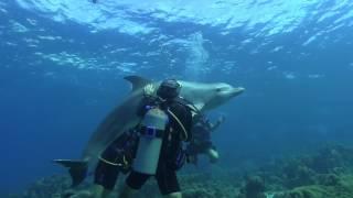 Open Water Dolphin Dive in Curacao