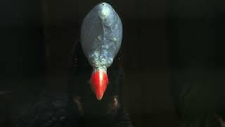 Close-up Helmeted Curassow  4K