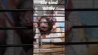 Gründe warum Ratten gute Haustiere sind #cute #ratten #ratten als Lieblingstiere #Rattentube