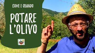 Come potare l'olivo: consigli di potatura