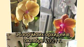 Обзор моих орхидей в октябре 2024 г.#обзор#orchid#original#цветы#plants