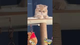 Can You Handle This Level of Cuteness?  #cute #cat #funny #motivation #love #family #foryou #fyp