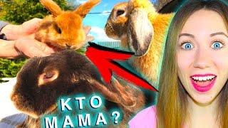 ЭЛЬЗА РОДИЛА??? КРОЛИК УЗНАЕТ МАМУ ? | Elli Di Pets