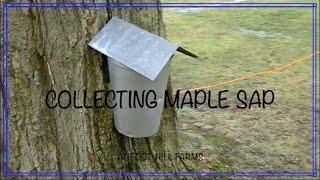 Collecting Maple Sap 2016