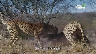 Africa's Big Cats