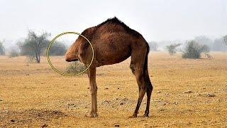 Animales que la Naturaleza ha Tratado de Manera Injusta