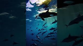 Killer whale #fish #aquariumfish #fishbowl #aquarium #fishaquarium