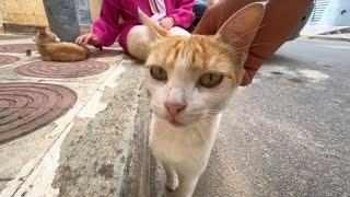 Mama cat comes after waking up her kittens, she comes to ask for love and food.