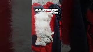 Canine Distemper  Puppies | Last Stage Signs | Symptoms | drrahulpetscare #shorts #shortvideo Case 4