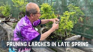 Pruning Larches in Late Spring