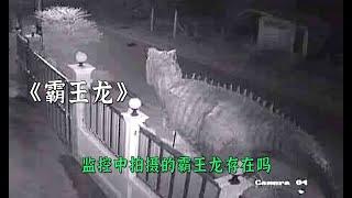 監控中拍攝的霸王龍真實存在嗎
