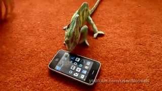 Chameleon was frightened by iphone - Хамелеон испугался смартфона