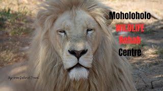 WHITE LIONS, BLACK LEOPARD and more Wildlife in Rehabilitation Centre - Moholoholo in South Africa