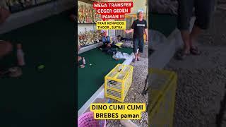 MEGA TRANSFER GEGER GEDEN PAMAN DIKANDANG KENWOOD ️ #merpatikolong #merpatikenwood #babangicaltv