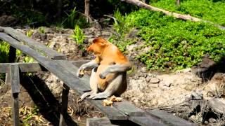 Proboscis monkey or long-nosed monkey at Labuk Bay, Borneo, Malaysia