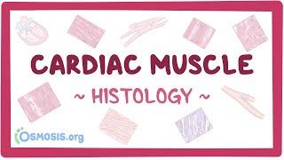 Cardiac muscle: Histology