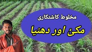 Mixed cultivation Maize and Coriander|| jutt Agri tips