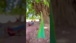 My village flower beautiful view #shorts #shortvideo #youtubeshorts #trending #viralvideo #nature