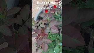 Buds to the rose plant  #shorts #yt shorts# surabhi multi creations #