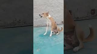 dog sound dog barking loud#shorts #viralshorts #trendingshorts||desi dog barking loudly