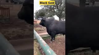 Black Bull #short #youtubeshorts #creatingforindia #lovenote #malvi #bull