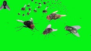 GREEN SCREEN Flies fly Effects footage video | chroma key flies effects animation | by Crazy Editor