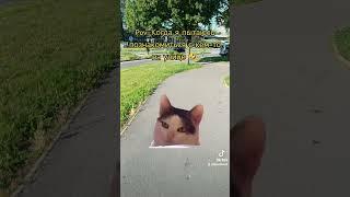 #litevideo #прикол #tiktok #memes #котики