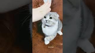 Pussy Cat . #kamalnadiapresents
