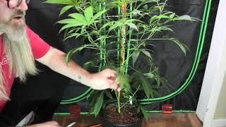 Cannabis Pruning Right Before Transition from Vegetative to Flowering Cycle in Tents