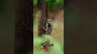 WORLD'S FASTEST Reptile Revealed!#fastest #reptiles #reptileworld #wildlifefacts #nature