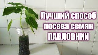 Лучший способ посева семян павловнии. Павловния из семян.