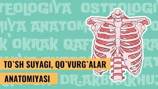 TO`SH SUYAGI VA QOVURG`ALAR ANATOMIYASI  |  STERNUM   |  COSTAE