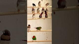 Indoor Bird Aviary #birds #animals #nature #bird #pets #aviary