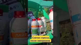 Снятие Стресса томатов после Заморозков #farming #выращиваниерассады #огород #растения #garden #сад