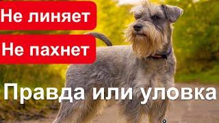 Шнауцер, уход за шерстью, линька, запах. Собака. Dog Schnauzer