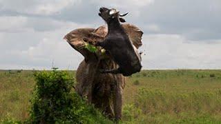 Momen Gajah Ngamuk Menyerang Kerbau Sampai Begini