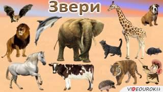 Урок окружающего мира на тему "Какие бывают животные."