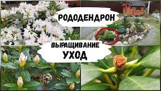 Рододендрон. Выращивание, уход.