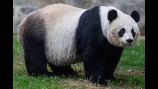 Giant Panda Sound Effects  