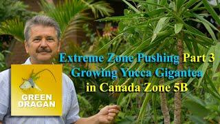 Extreme Zone Pushing Part 3 Yucca Gigantea in Zone 5B Canada