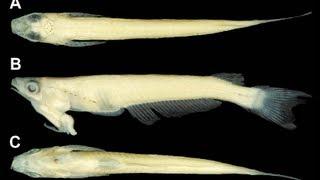 'Penis Head' Fish