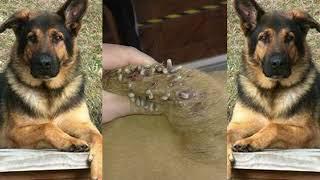 Dog Mangoworms Removal Compilation - Botfly removal  #