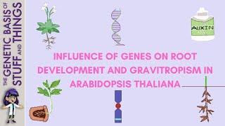 The genetics of gravitropism in Arabidopsis thaliana root development