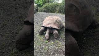 What is a ZOO Why ZOOs are good FOR KIDS #kidshorts #educationalshorts