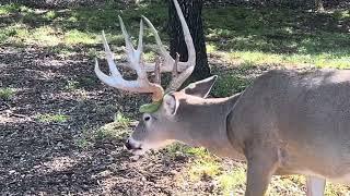 Now Thats a Buck!